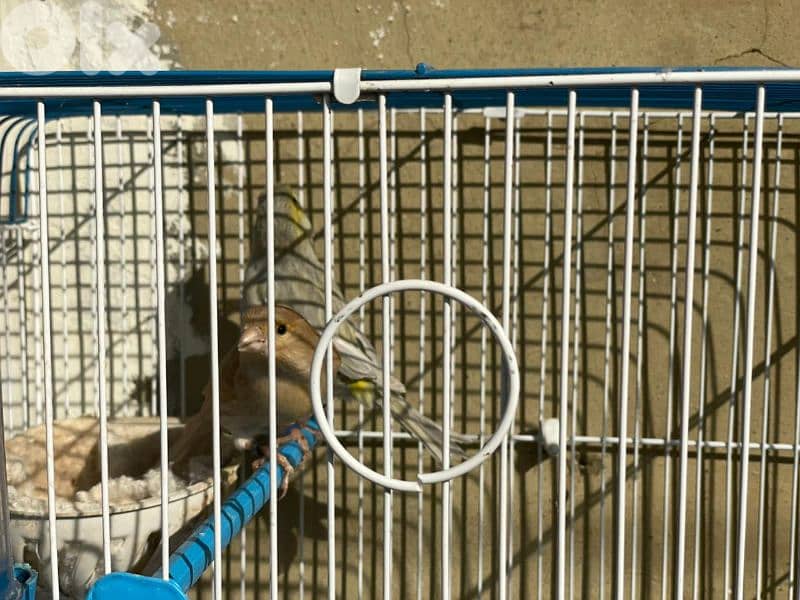 كنرات غولستر و أغات و موزيك وبلدي ومناديق 11