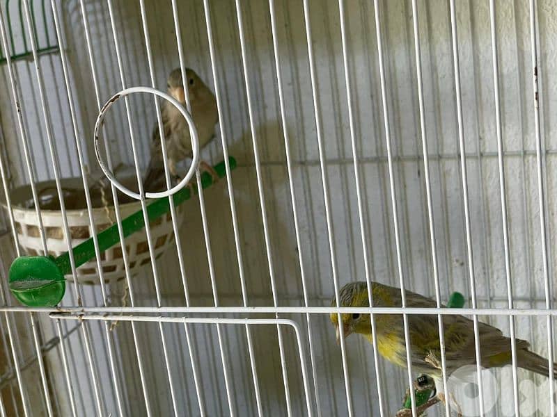 كنرات غولستر و أغات و موزيك وبلدي ومناديق 15