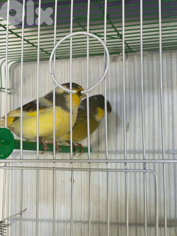 كنرات غولستر و أغات و موزيك وبلدي ومناديق 16