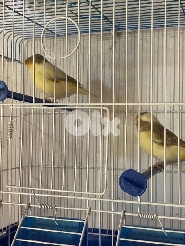 كنرات غولستر و أغات و موزيك وبلدي ومناديق 19