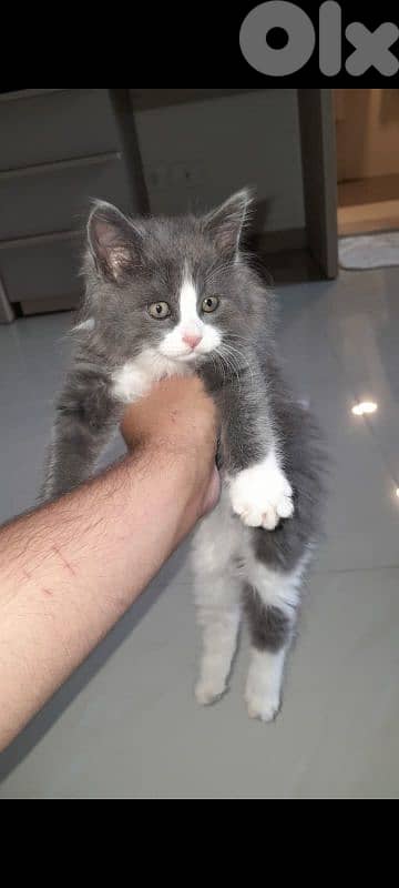 for sale 2 month old 0