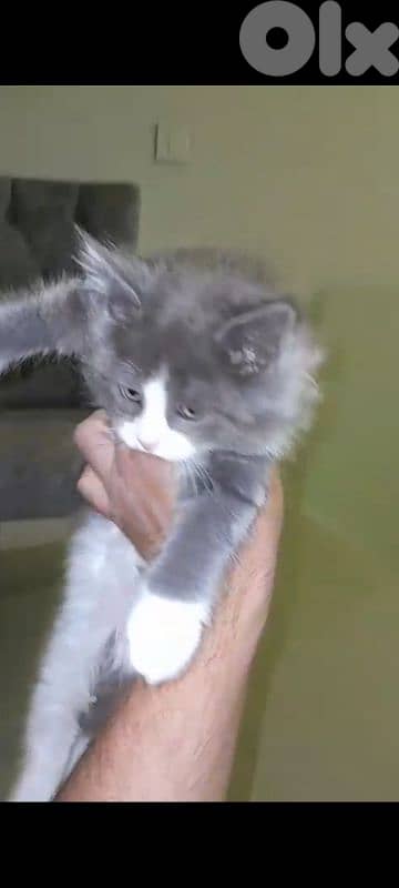 for sale 2 month old 1