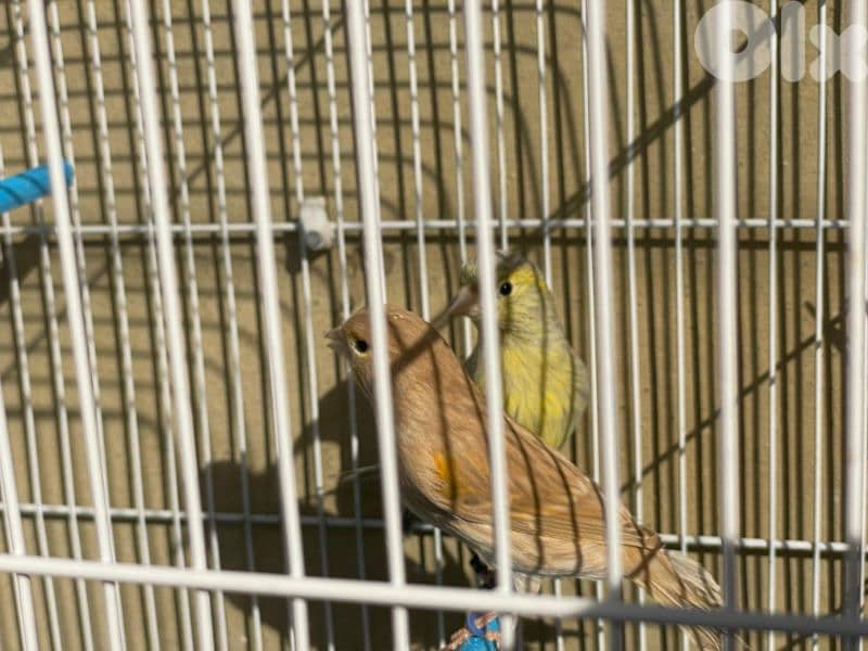 كنرات غولستر و أغات و موزيك ومناديق وبلدي 0