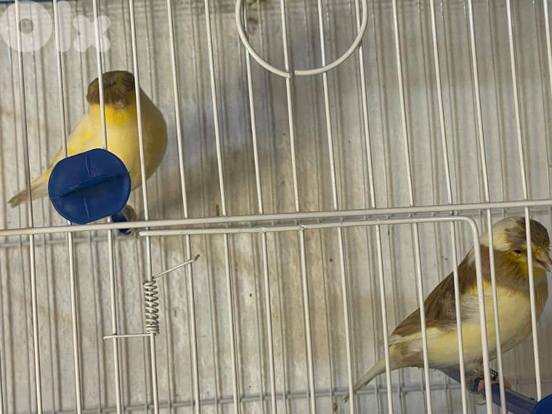 كنرات غولستر و أغات و موزيك ومناديق وبلدي 1