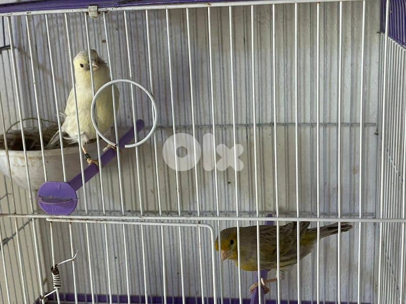 كنرات غولستر و أغات و موزيك ومناديق وبلدي 2