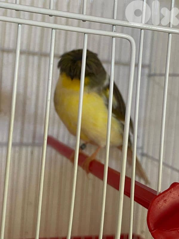 كنرات غولستر و أغات و موزيك ومناديق وبلدي 4