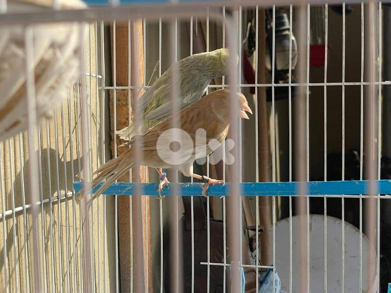 كنرات غولستر و أغات و موزيك ومناديق وبلدي 6