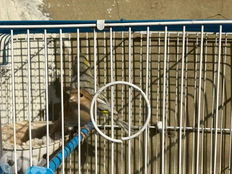 كنرات غولستر و أغات و موزيك ومناديق وبلدي 7