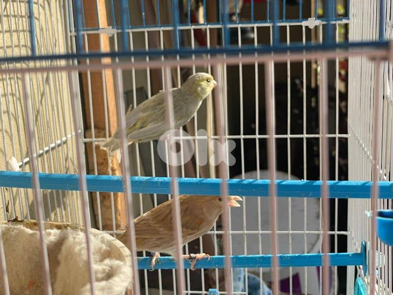 كنرات غولستر و أغات و موزيك ومناديق وبلدي 8