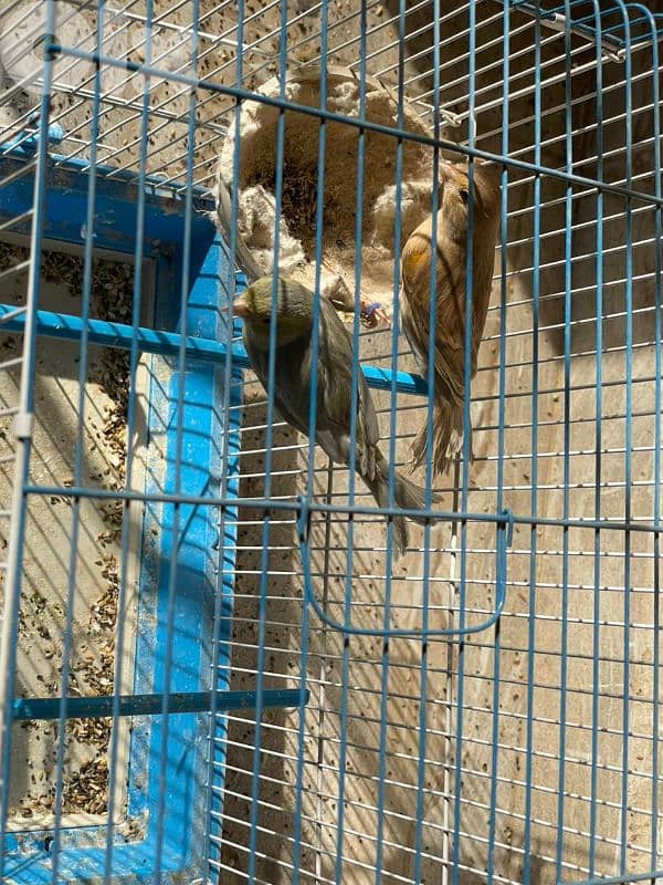 كنرات غولستر و أغات و موزيك ومناديق وبلدي 9