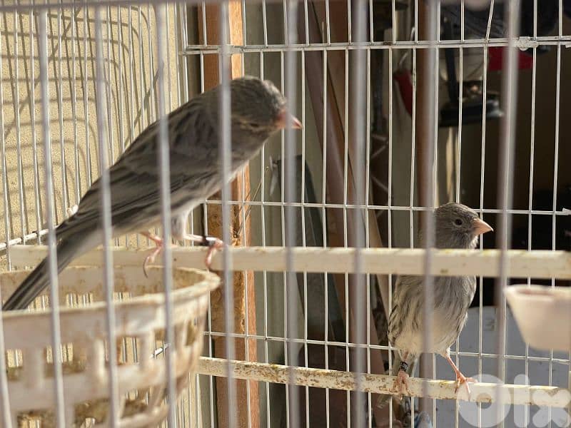 كنرات غولستر و أغات و موزيك ومناديق وبلدي 10