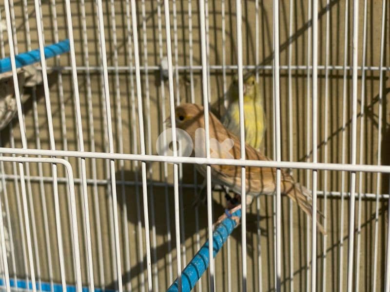 كنرات غولستر و أغات و موزيك ومناديق وبلدي 13