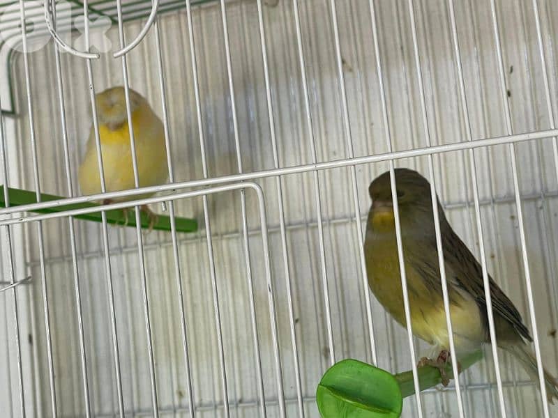 كنرات غولستر و أغات و موزيك ومناديق وبلدي 15