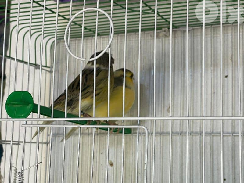 كنرات غولستر و أغات و موزيك ومناديق وبلدي 16