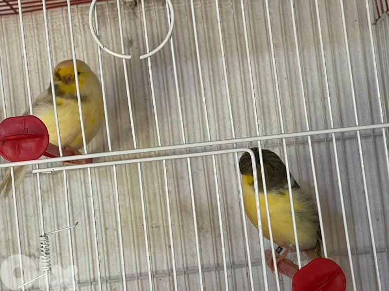 كنرات غولستر و أغات و موزيك ومناديق وبلدي 17