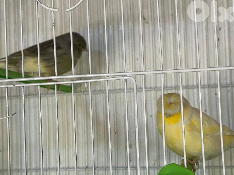 كنرات غولستر و أغات و موزيك ومناديق وبلدي 18