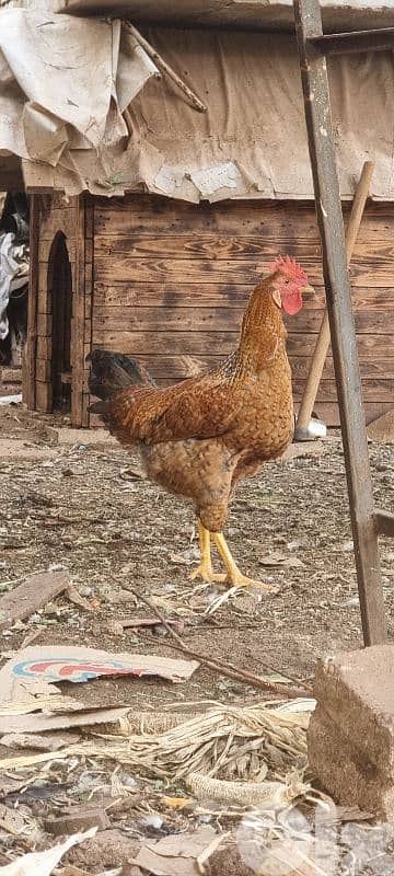 مراحب ديكان للبيع لعمر ٦ أشهر