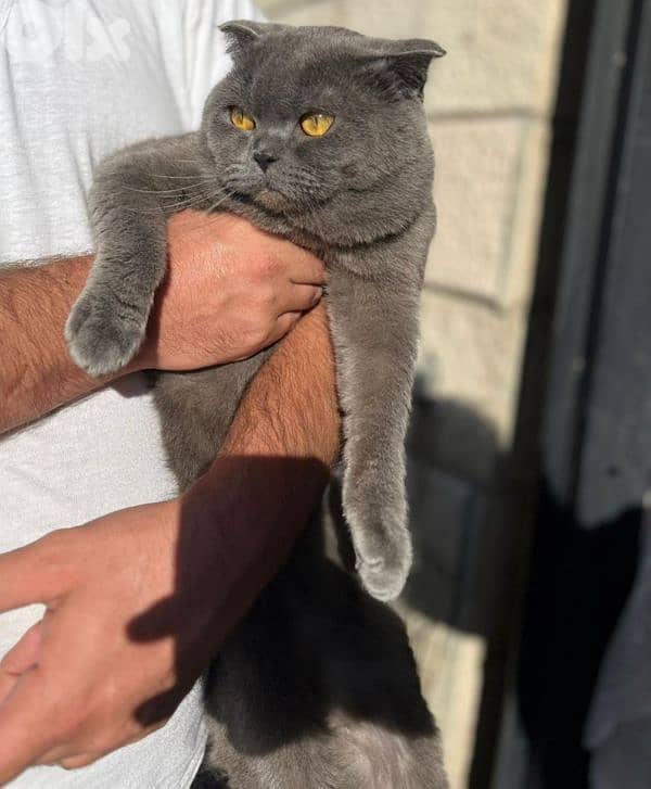 Pure Scottish Fold Cat (Gray) 0