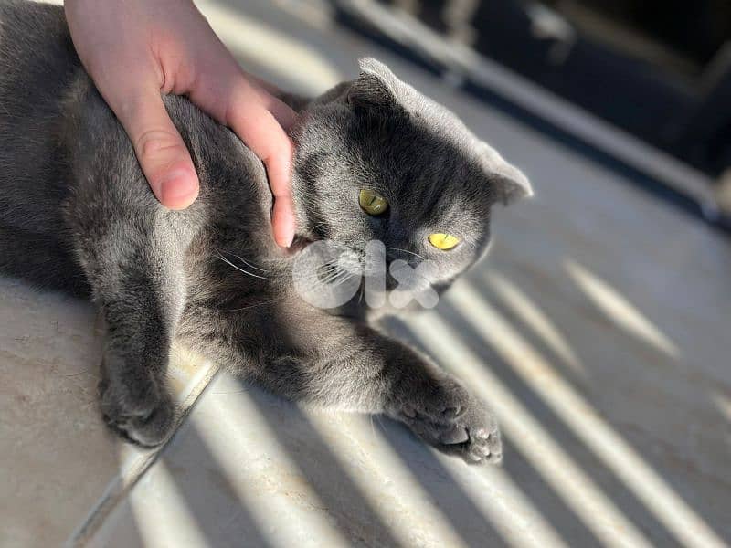 Pure Scottish Fold Cat (Gray) 1