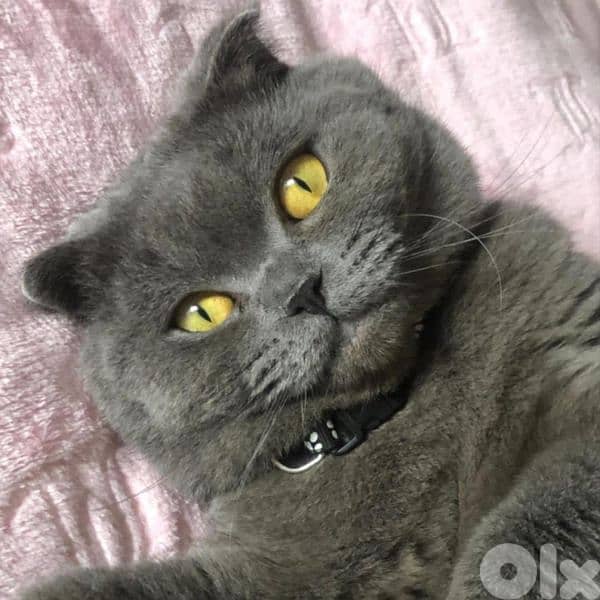 Pure Scottish Fold Cat (Gray) 2
