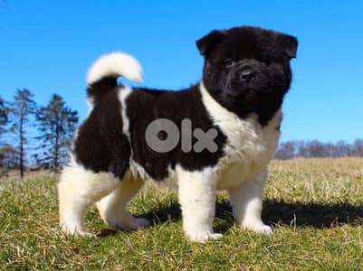 american akita for sale