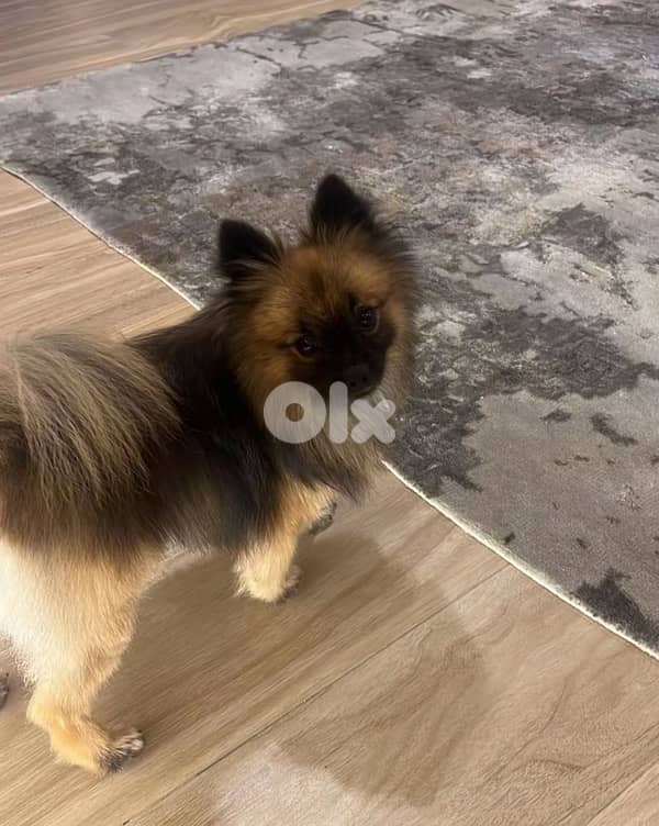 Pomeranian dog 0