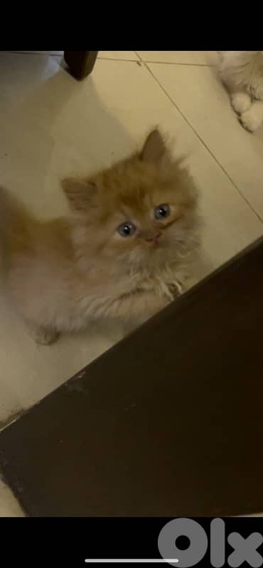 2 kitten exotic persian for sale 150$per one
