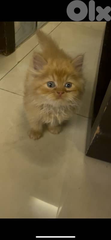 2 kitten exotic persian for sale 130 $per one 1
