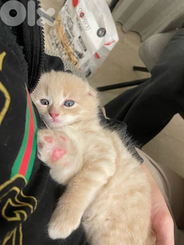 Scottish/bangal mix kittens for sale 1