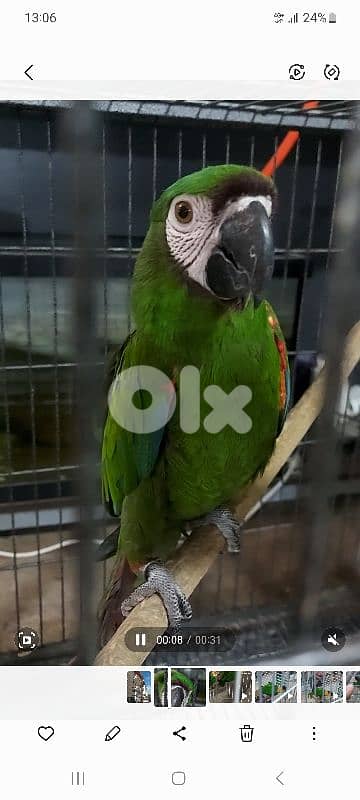 mini maccaw . kaiki 1