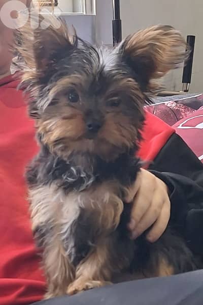 yorkshire terrier teacup 3 months old puppy