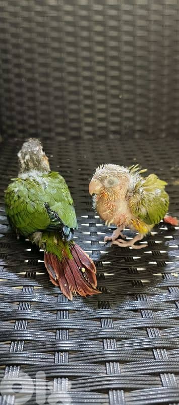 فراخ كنيور 0