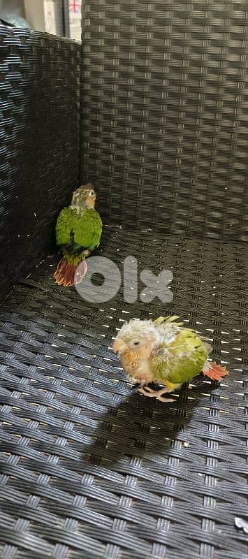 فراخ كنيور 1