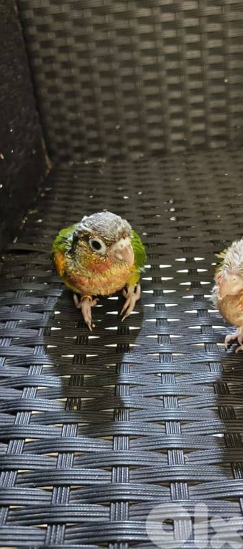 فراخ كنيور 3