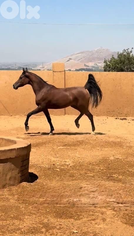 فرس واهو عربية مثبوت حامل من الفحل فرتس 0