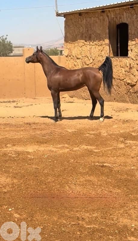 فرس واهو عربية مثبوت حامل من الفحل فرتس 1
