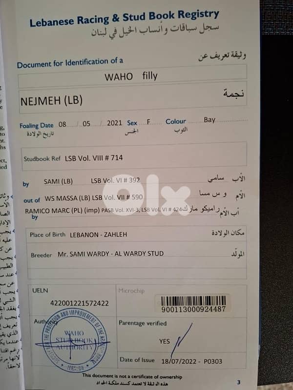 فرس واهو عربية مثبوت حامل من الفحل فرتس 2