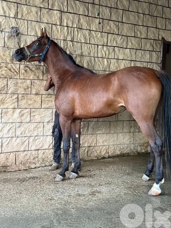 فرس واهو عربية مثبوت حامل من الفحل فرتس 3