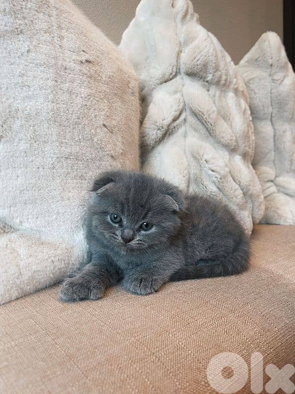 pure Scottishfold and British kittens 0
