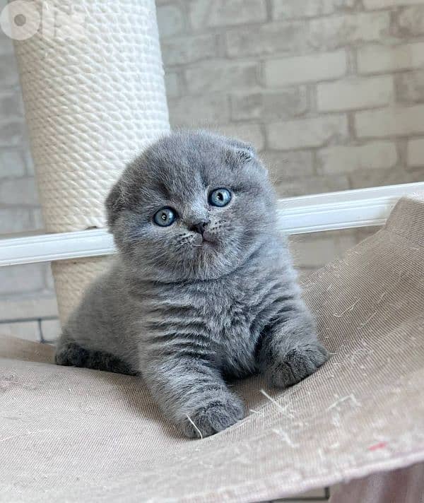 pure Scottishfold and British kittens 2