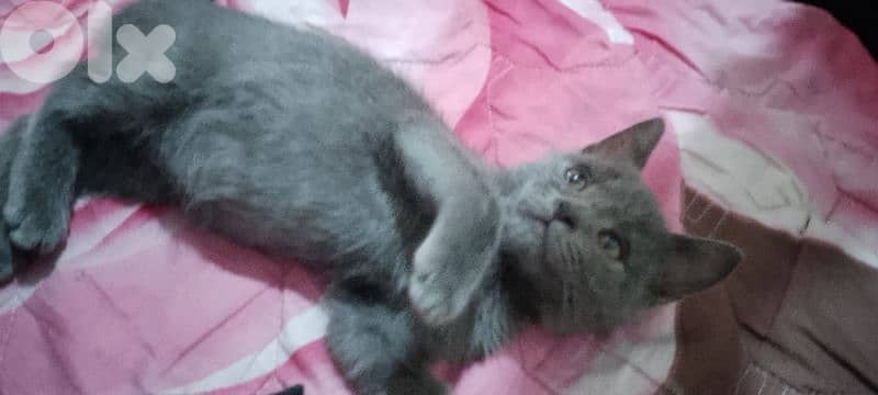 برج البراجنة 0