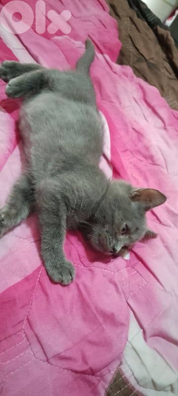 برج البراجنة 2