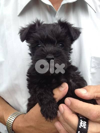 Beautiful Schnauzer Puppy Available by Request | dog كلاب