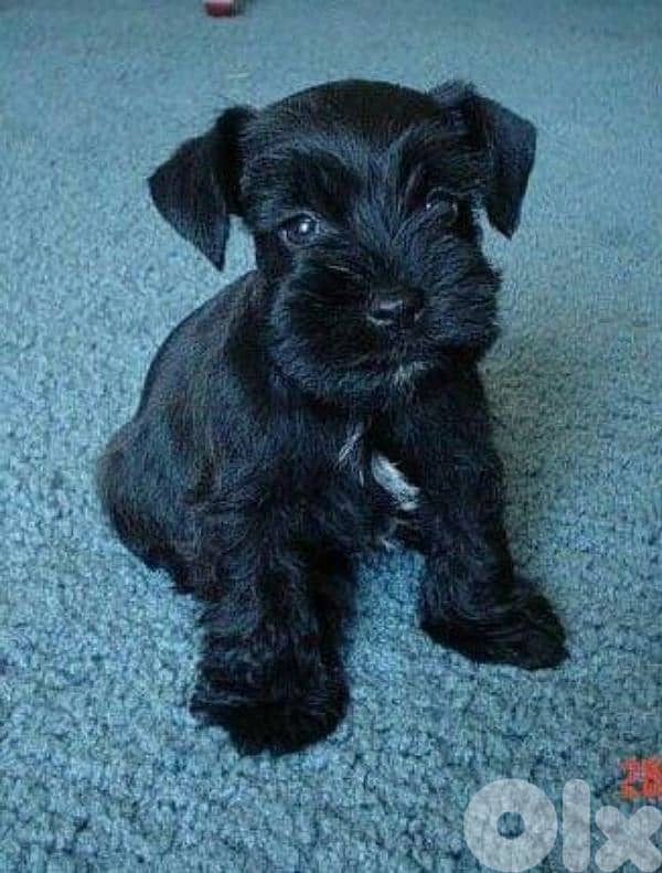 Beautiful Schnauzer Puppy Available by Request | dog كلاب 1
