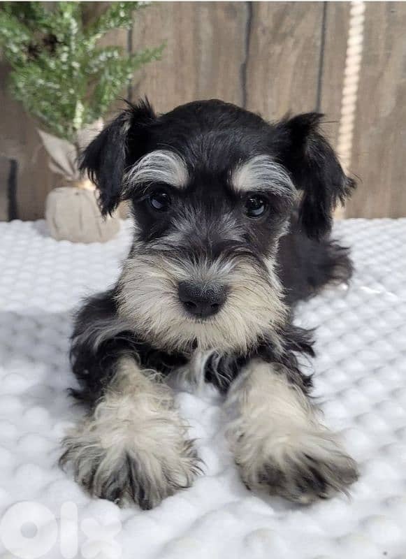Beautiful Schnauzer Puppy Available by Request | dog كلاب 2