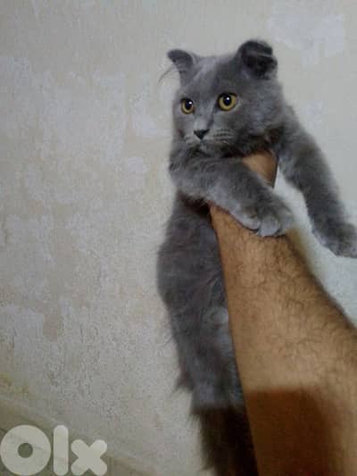 سكوتش فولد برتش