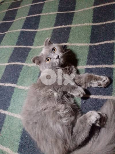 سكوتش فولد برتش