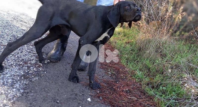 Pointer & Malinois 0