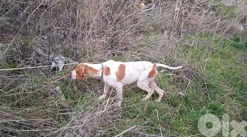 Pointer & Malinois 1