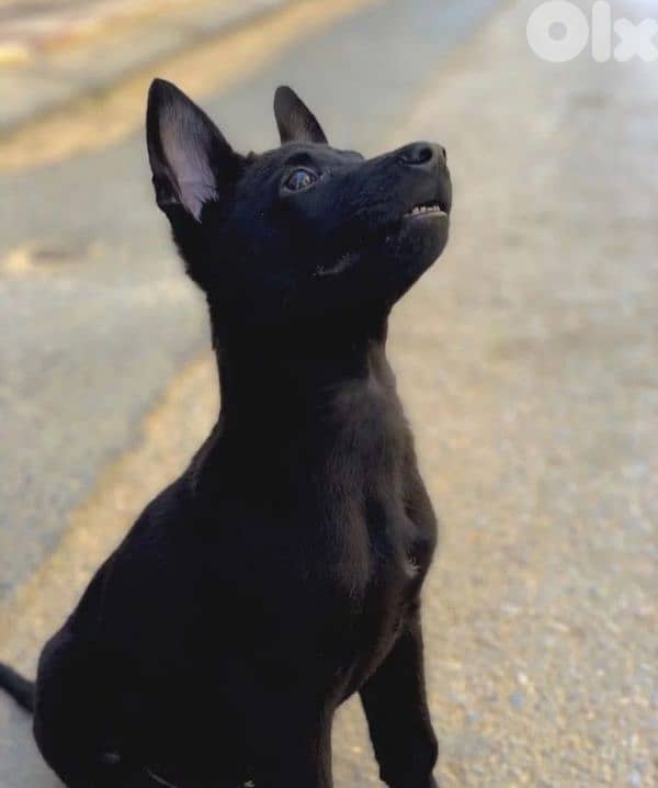 Pointer & Malinois 2